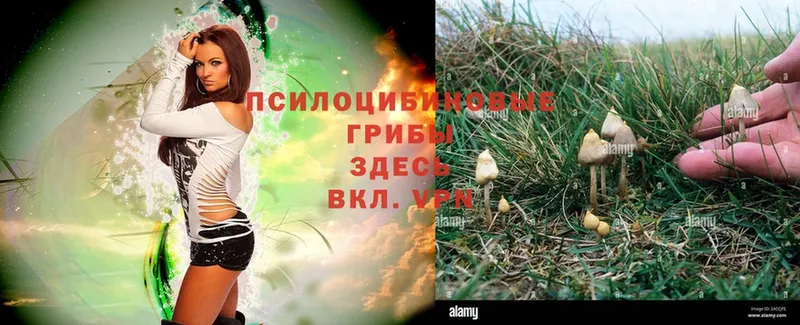 где продают   Корсаков  Псилоцибиновые грибы Psilocybe 